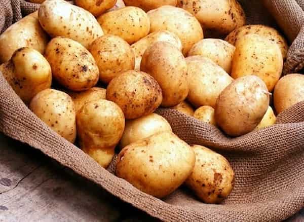 تصویر 4 از قیمت خرید سیب زمینی جیرفت + فروش ویژه